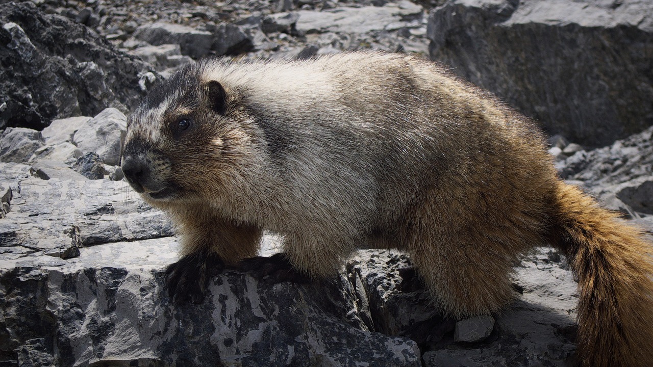 marmot canada animal free photo