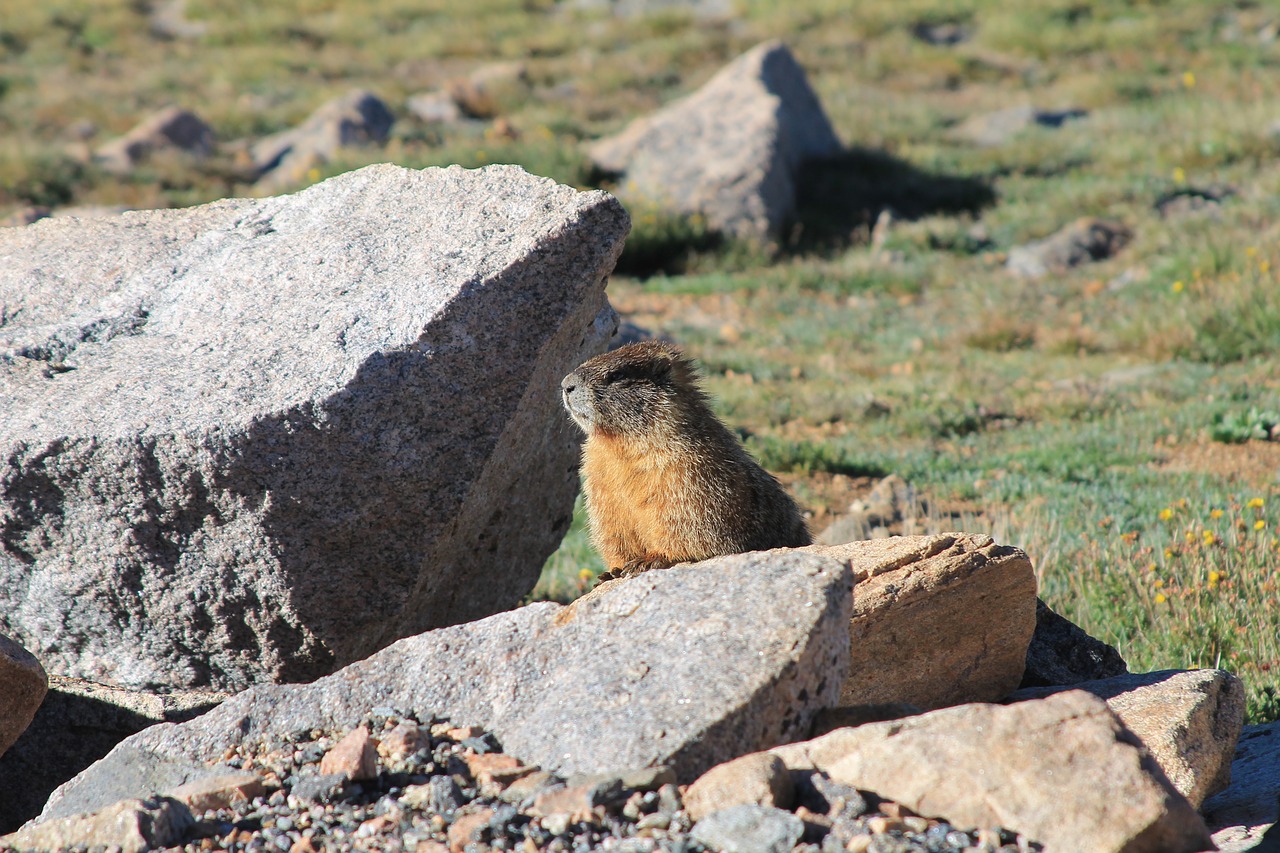marmot wild mammal free photo