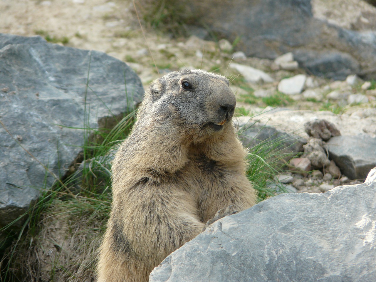 marmot animals nature free photo