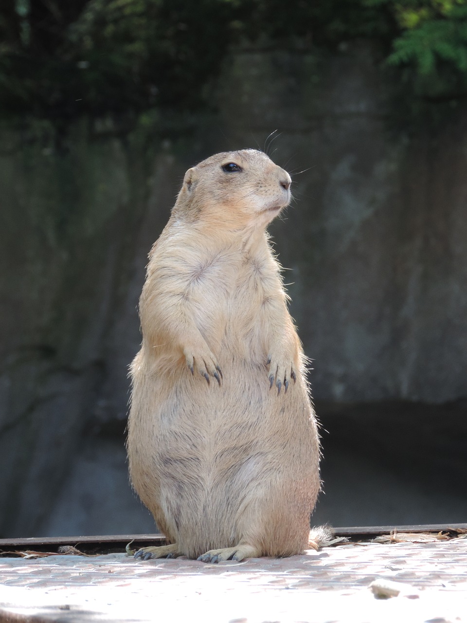 marmot rodent mankei free photo