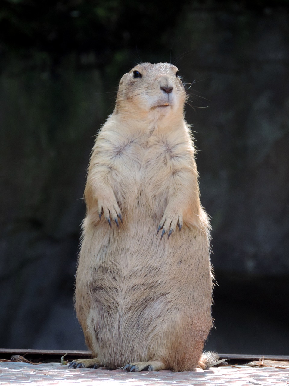 marmot rodent mankei free photo