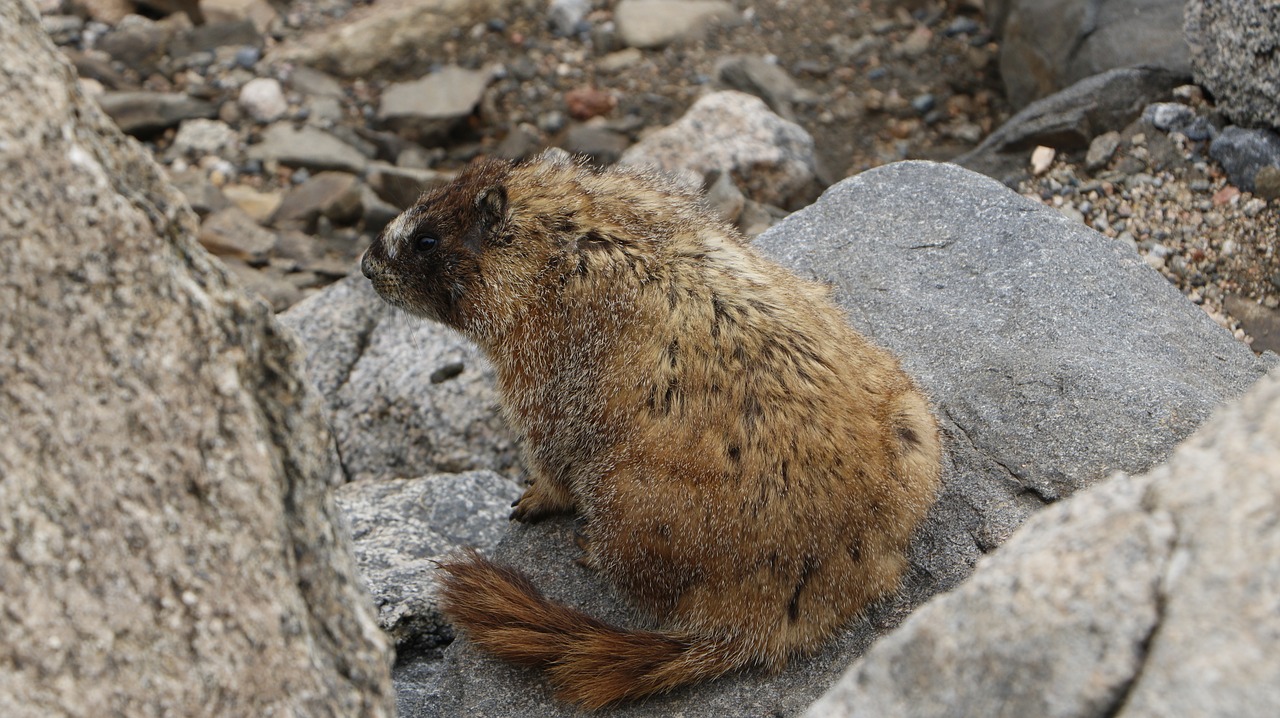 marmot mountain summer free photo