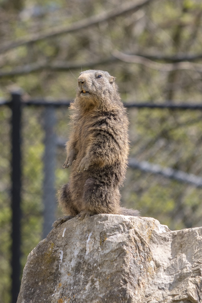 marmot zoo stand free photo