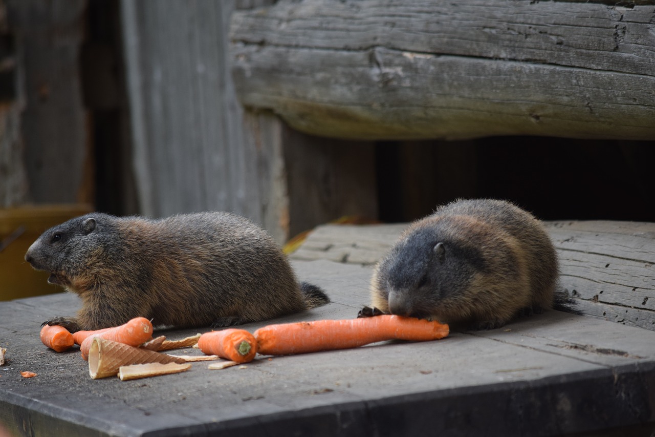 marmot carrots alpine free photo