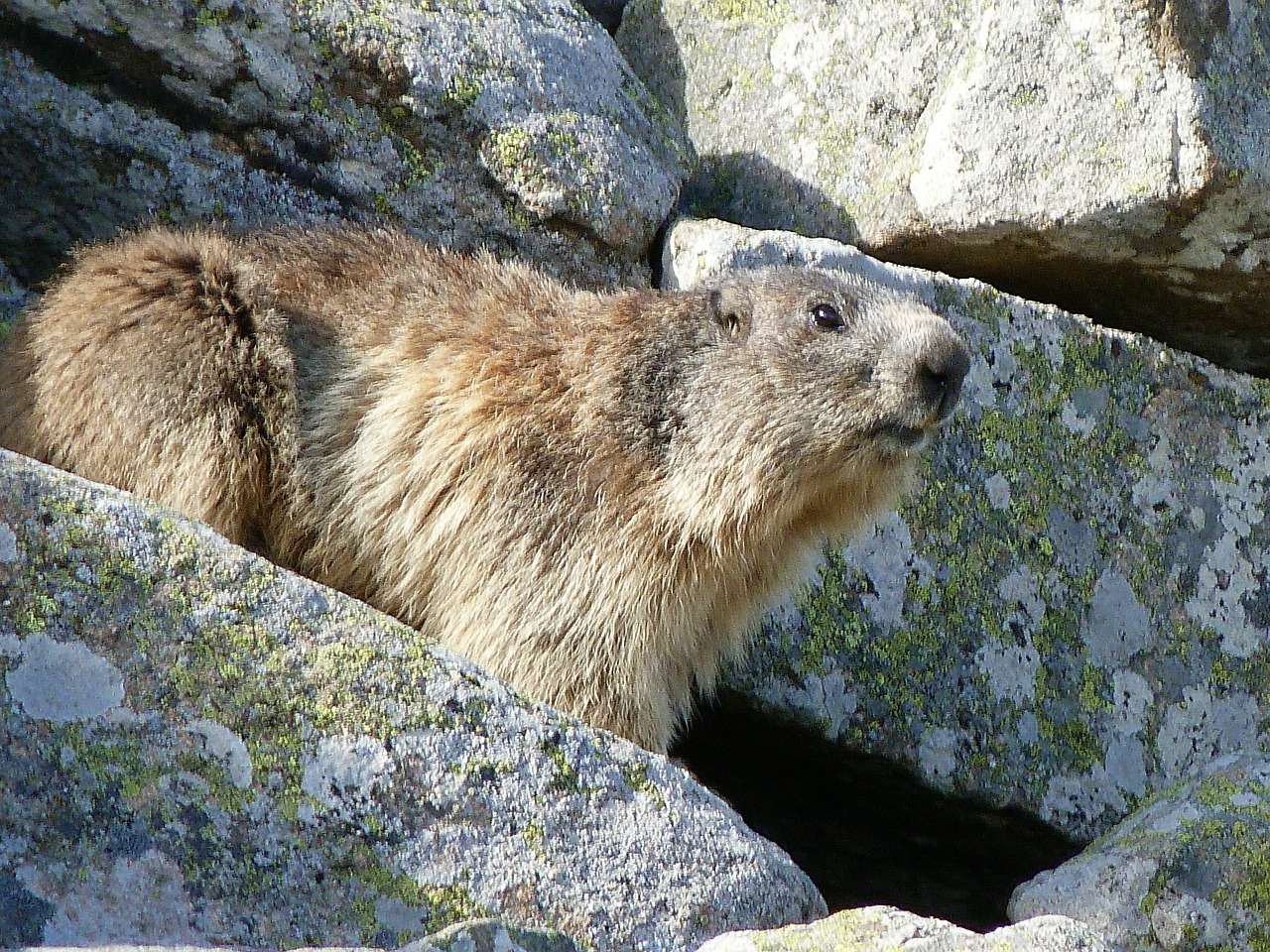 marmot rodent herbivore free photo