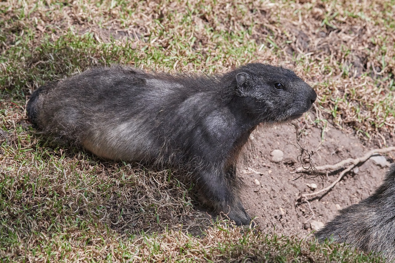 marmot  nager  rodent free photo