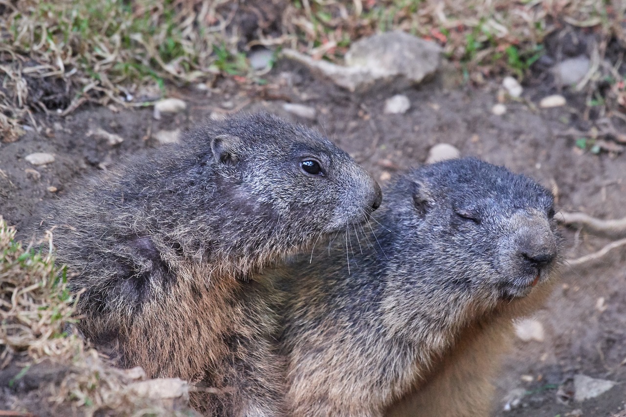 marmot  pair  tender free photo