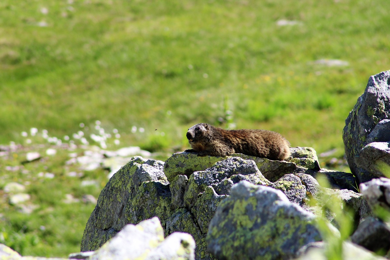 marmot  mountains  animal world free photo