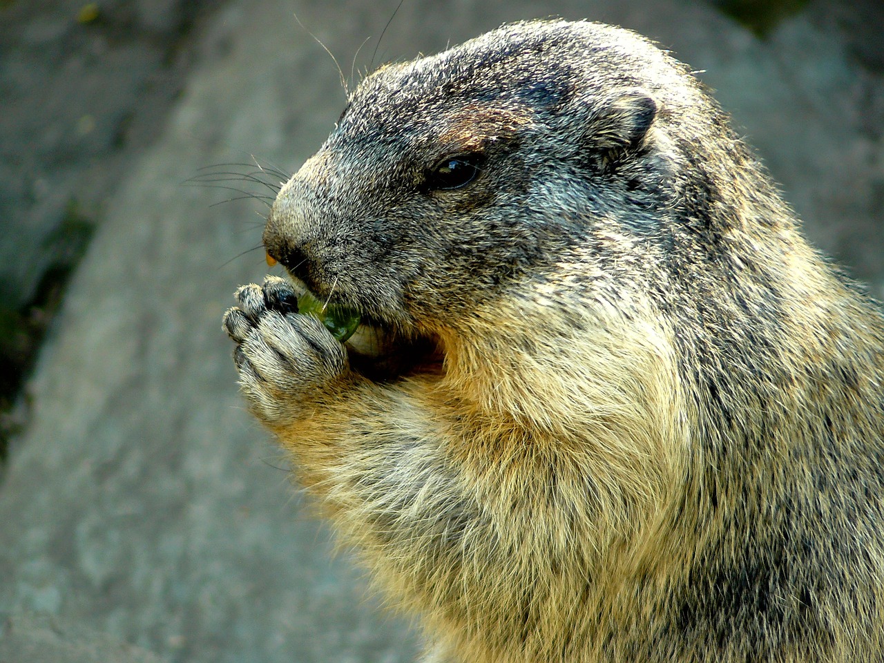 marmot alpine marmot animal free photo