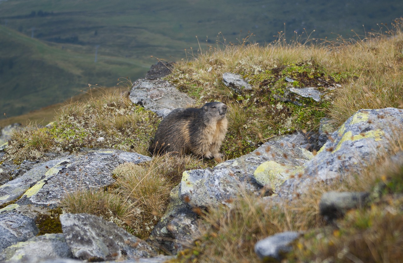 marmot  nature  animal world free photo