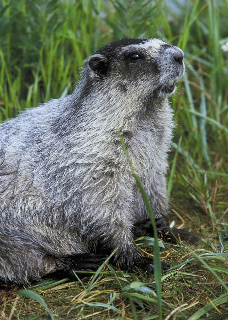 marmot mammal animal free photo