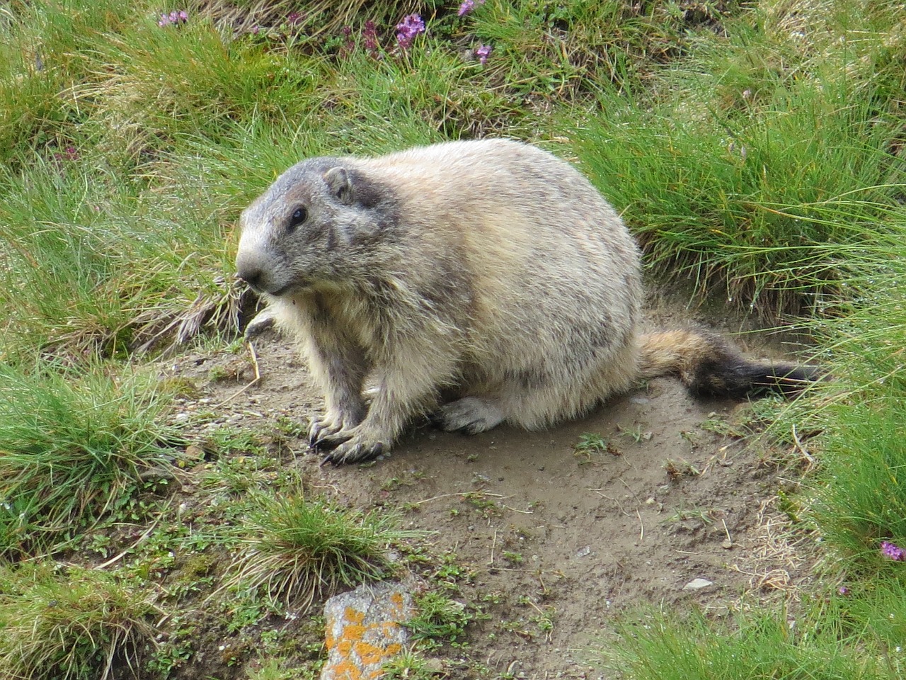 marmot animal alpine free photo