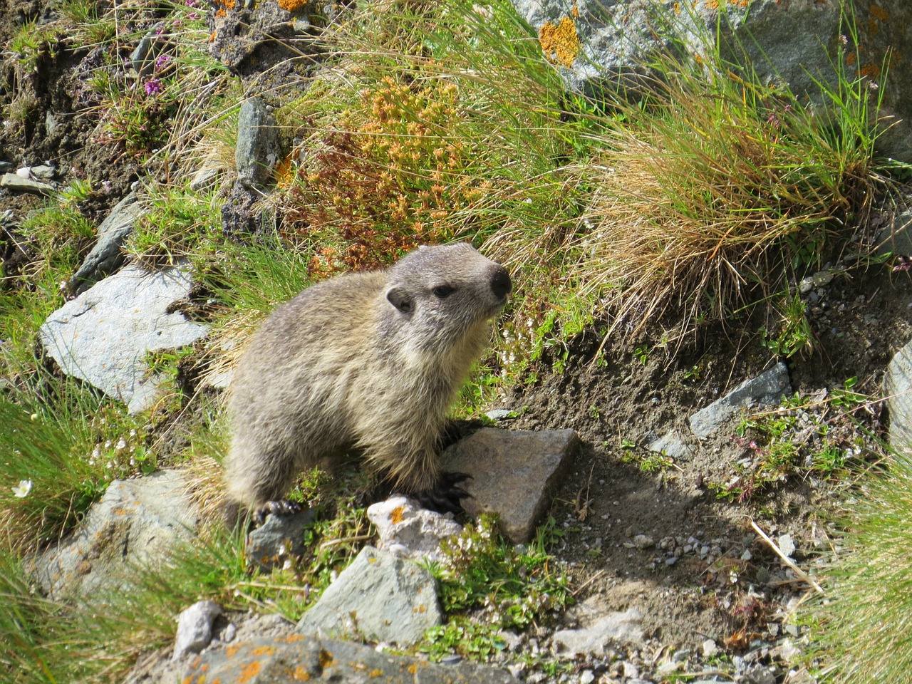 marmot animal cute free photo