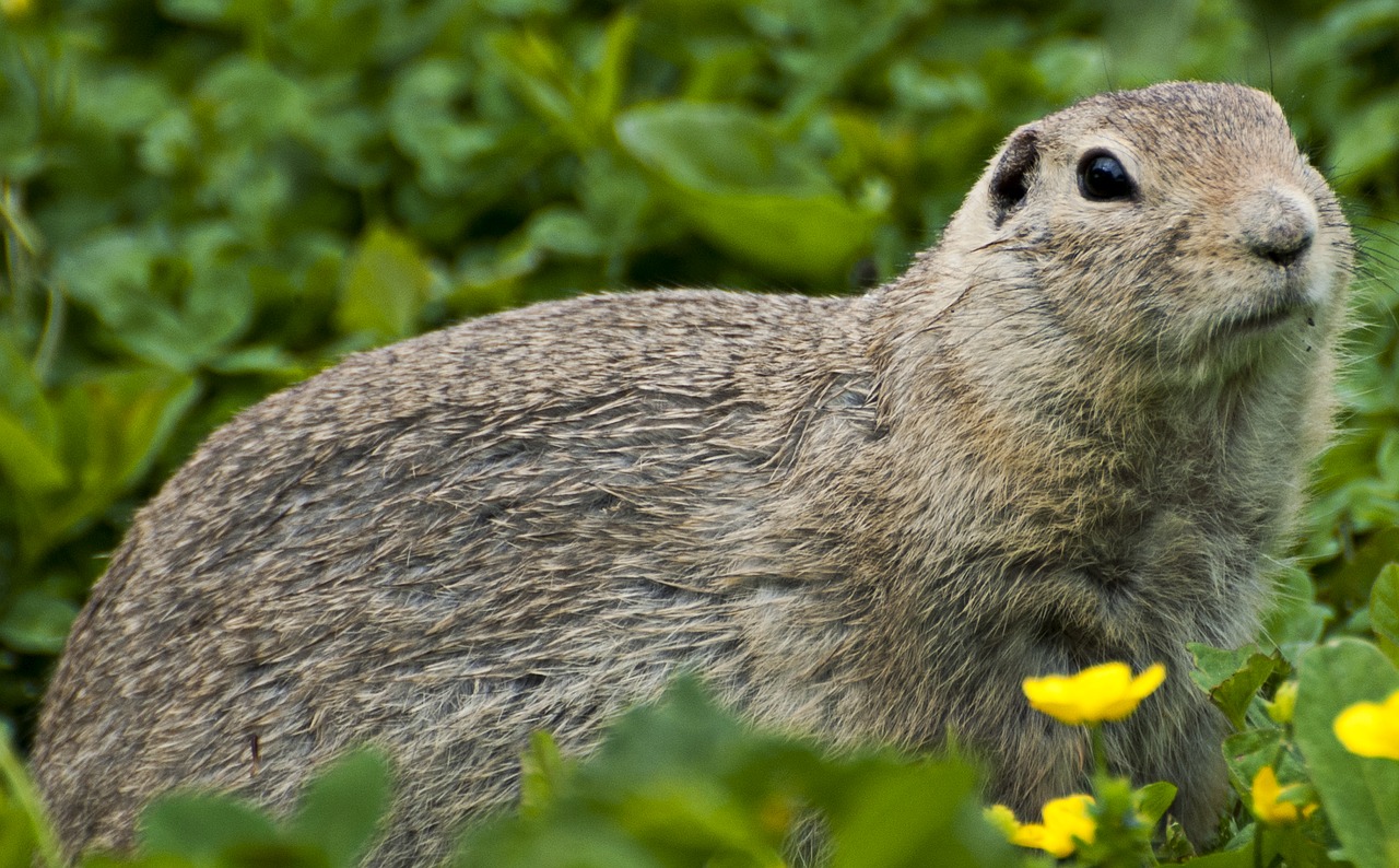 marmot  rodent  prairie dog free photo