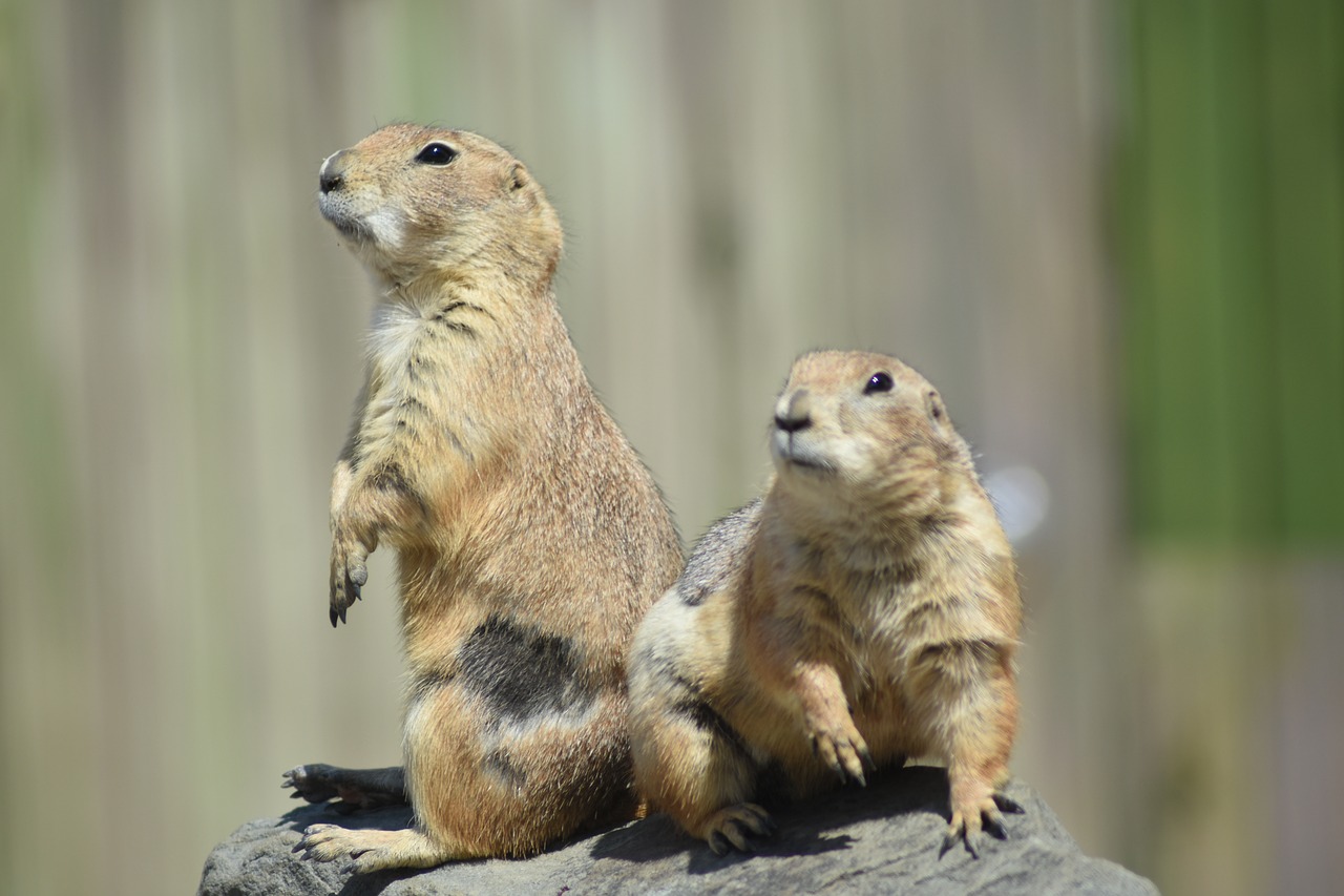 marmot  zoo  cute free photo