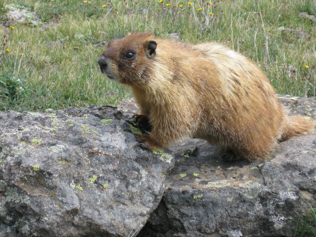 marmot animal wildlife free photo