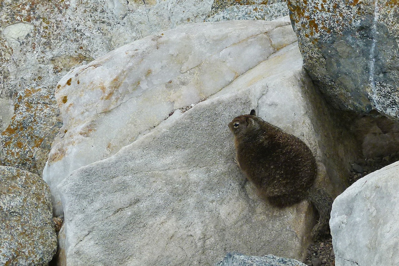 marmot rocks animal free photo