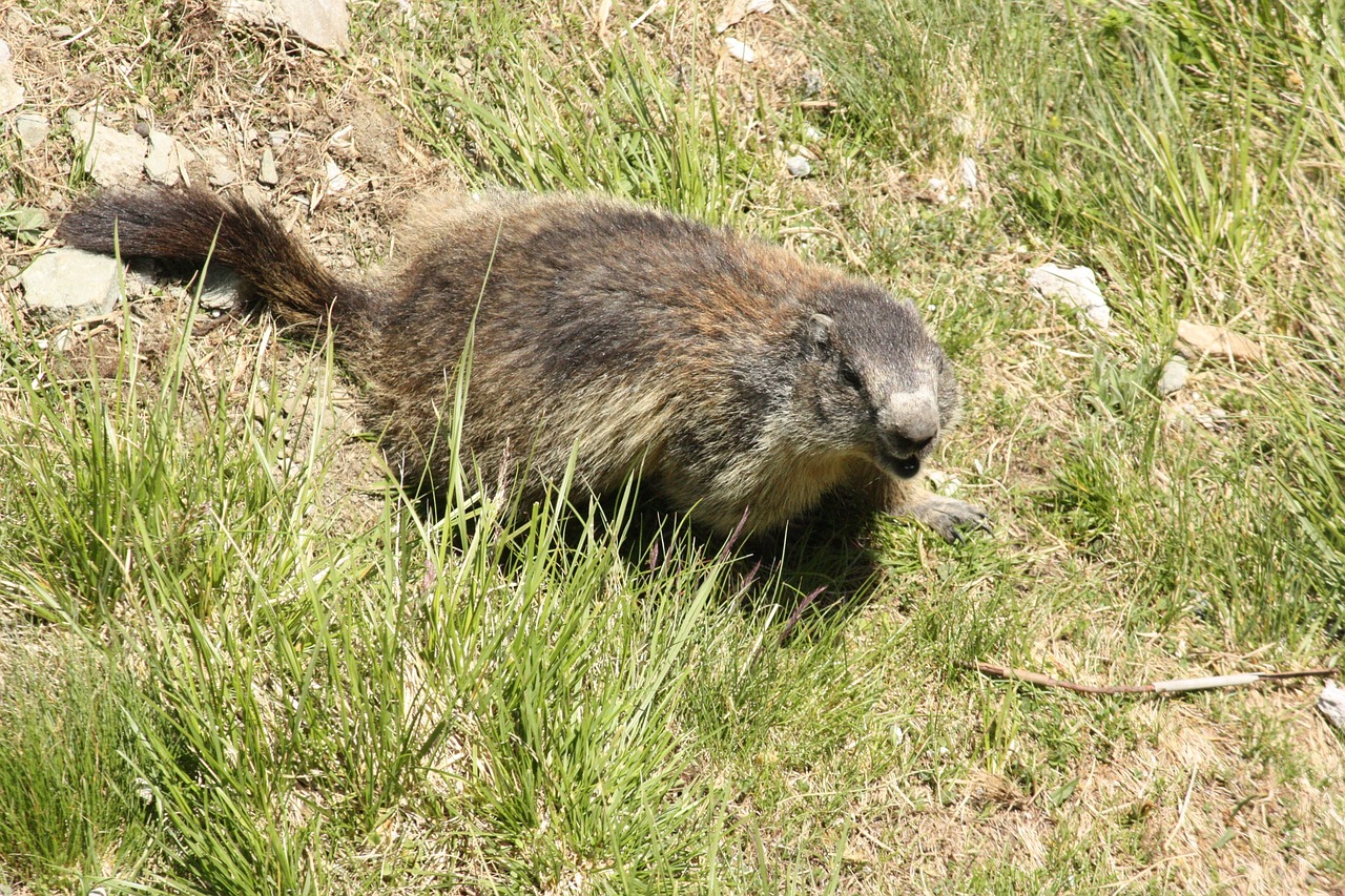 marmot animal creature free photo