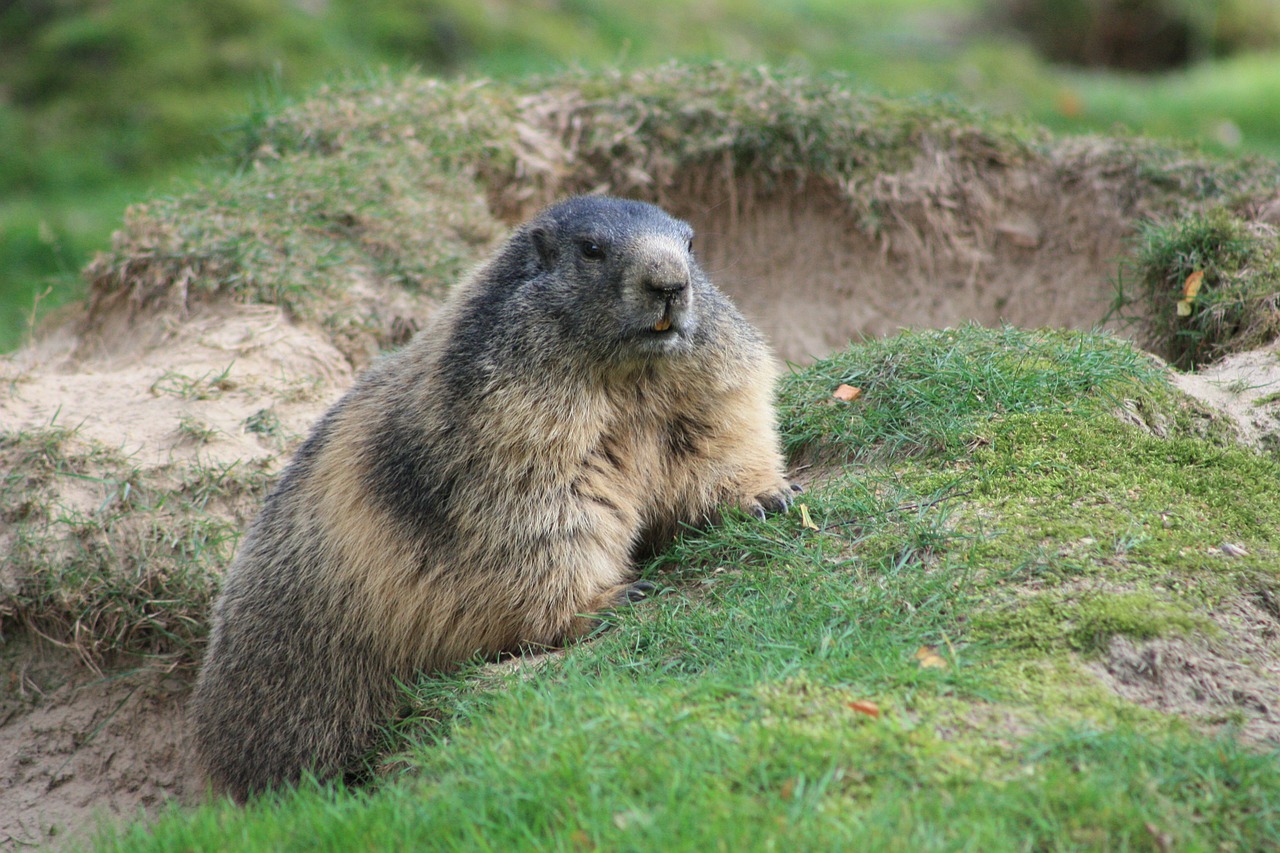marmot animal rodent free photo