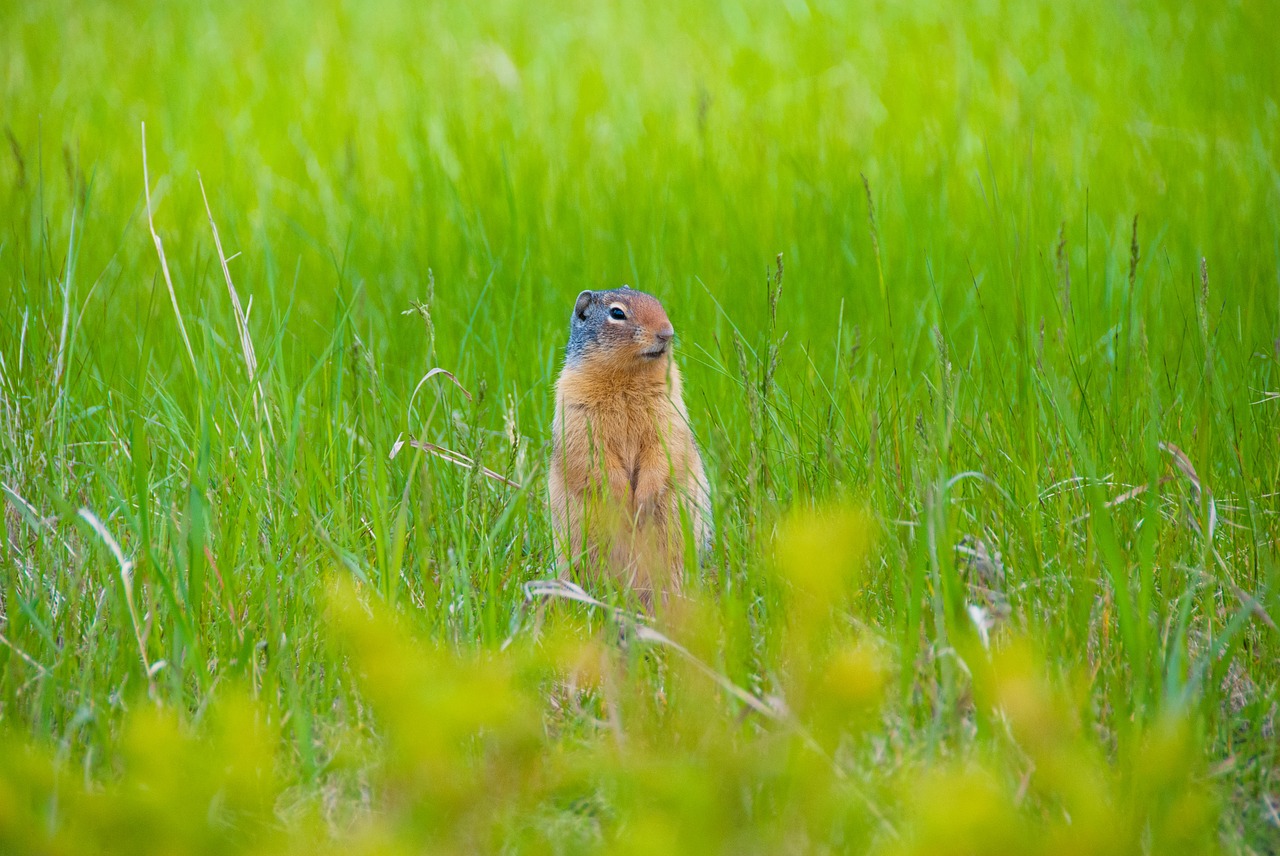 marmot canada nature free photo