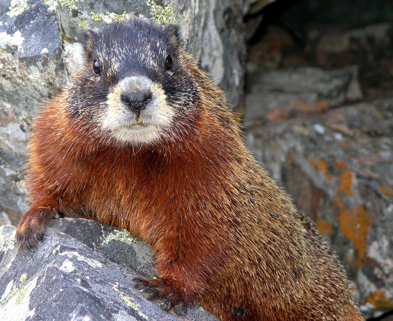 marmot yellow-bellied wildlife free photo