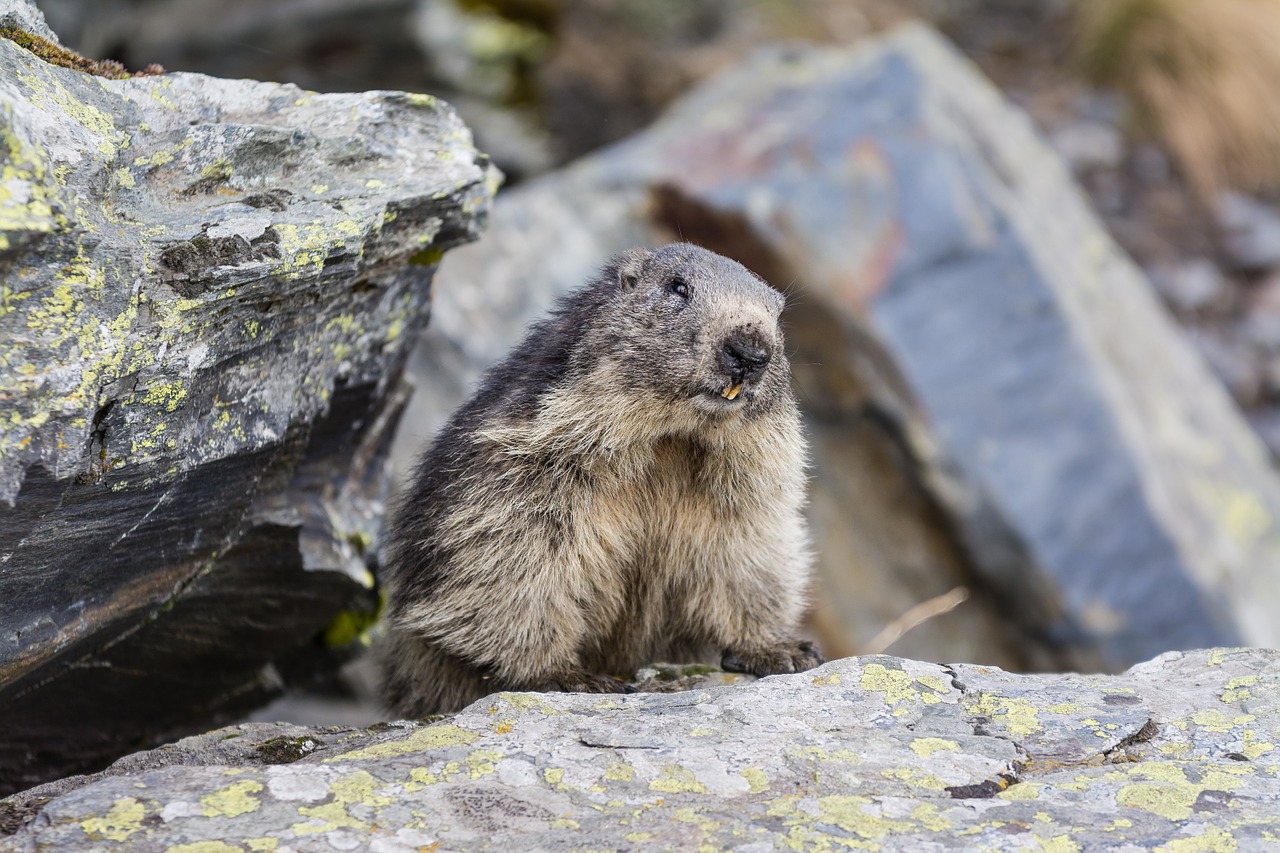 marmot animal mountain free photo