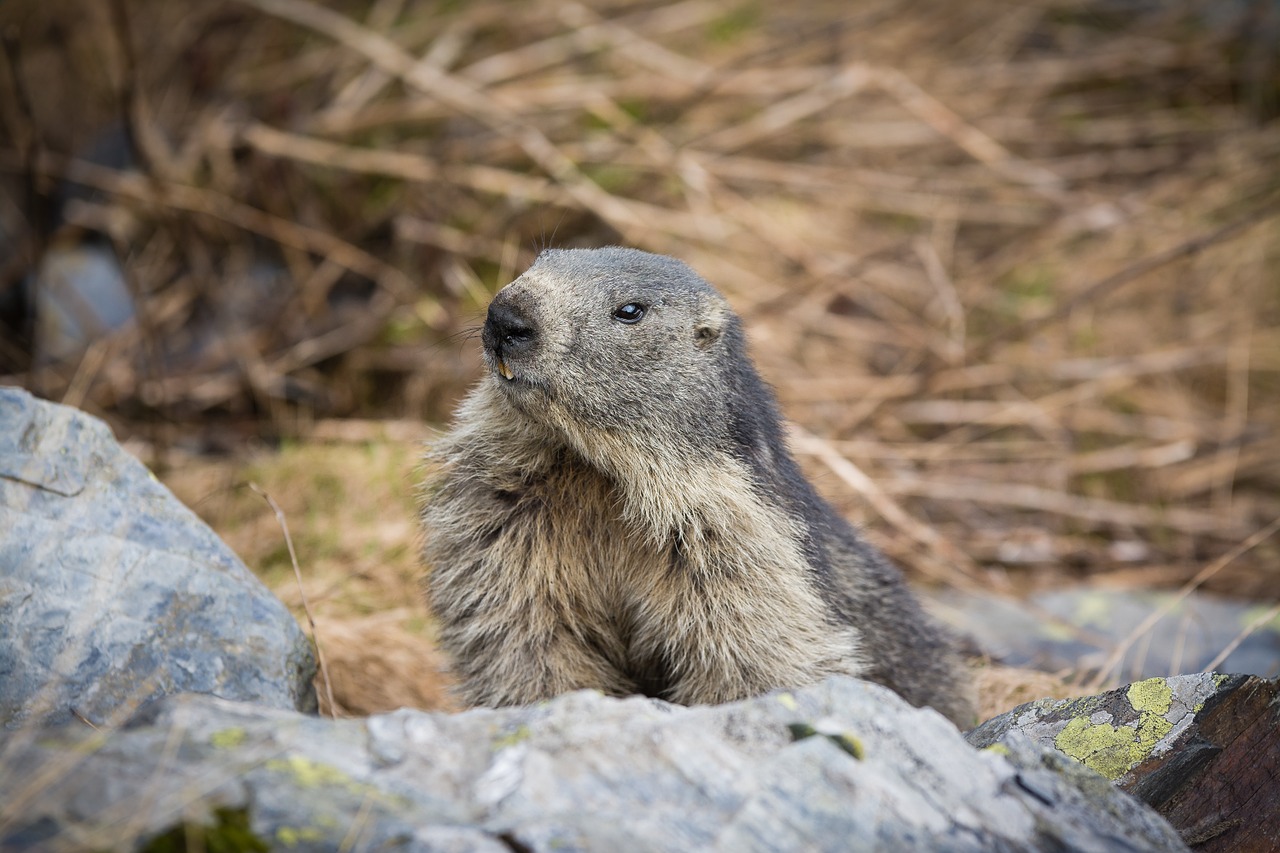 marmot animal mountain free photo