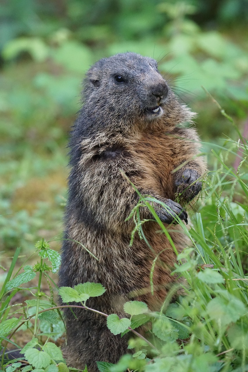 marmot young zoo free photo