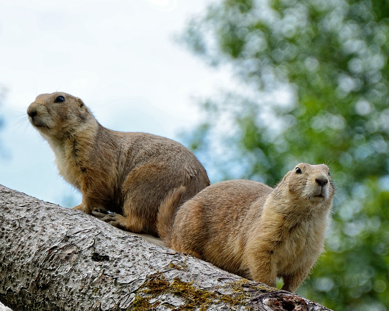 marmot gophers marmota free photo