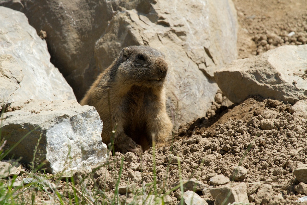 marmot rodent alpine marmot free photo