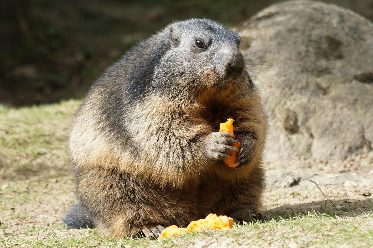 marmot food close free photo