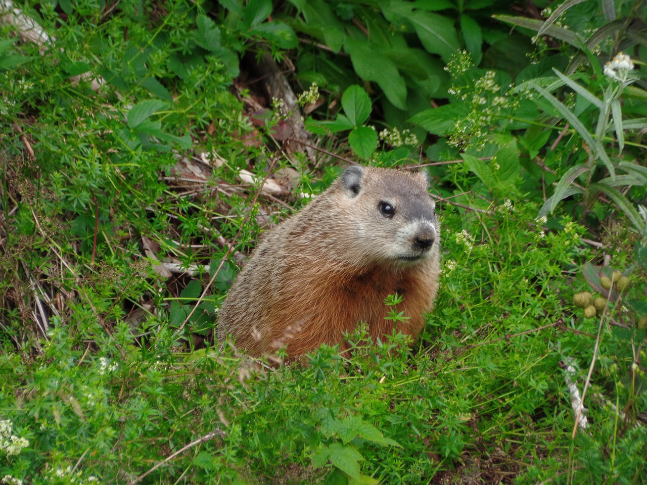 marmot nature parc national forillon nature free photo