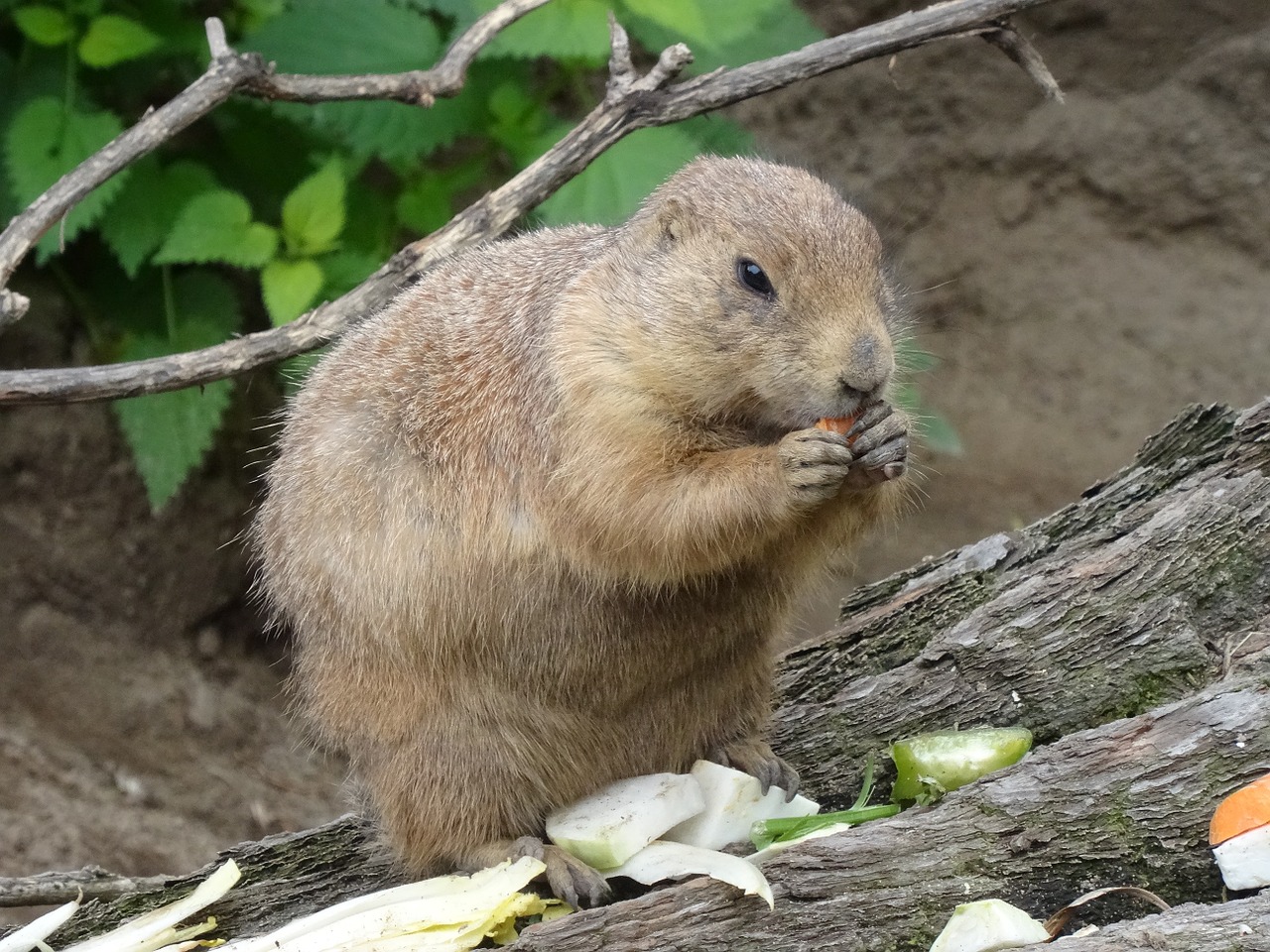 marmot zoo rodent free photo