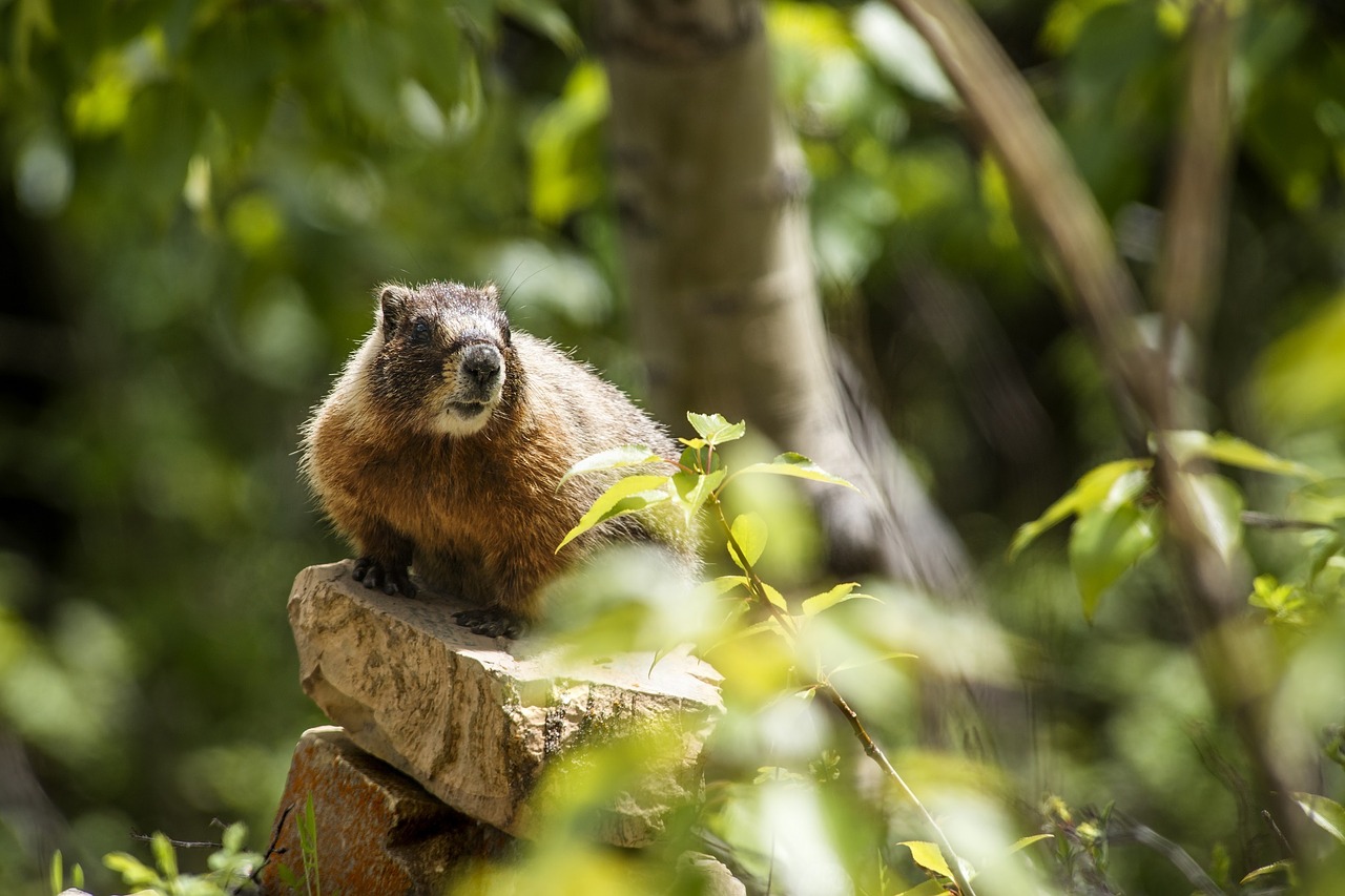 marmot wildlife nature free photo