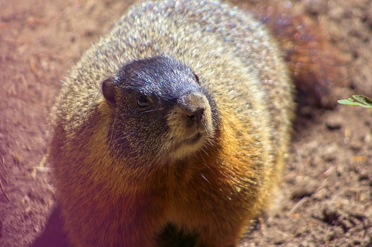 marmota flaviventris  rock chuck  yellow-bellied marmot free photo