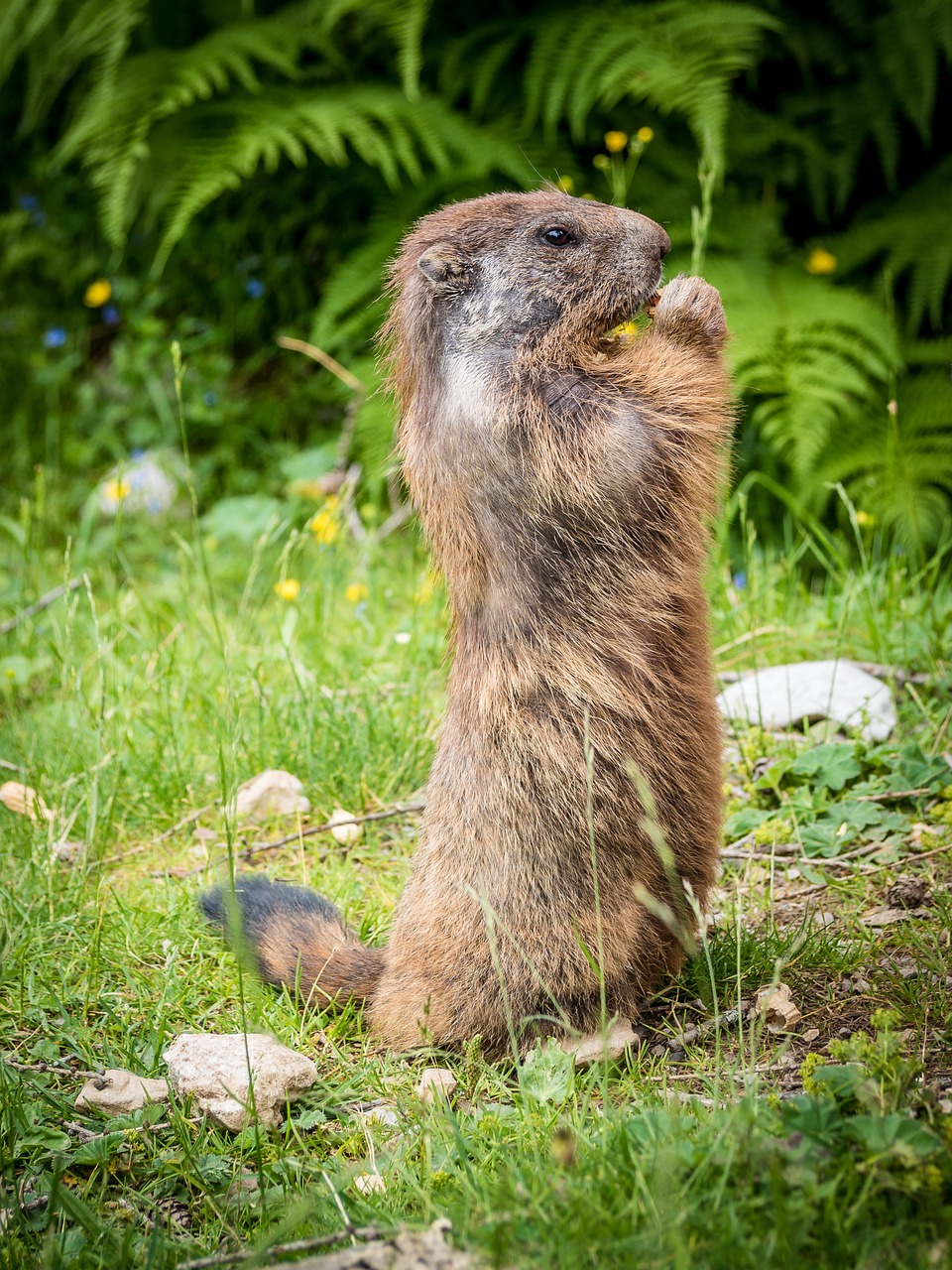 Marmots,nature,rodent,furry,marmot engineering - free image from ...