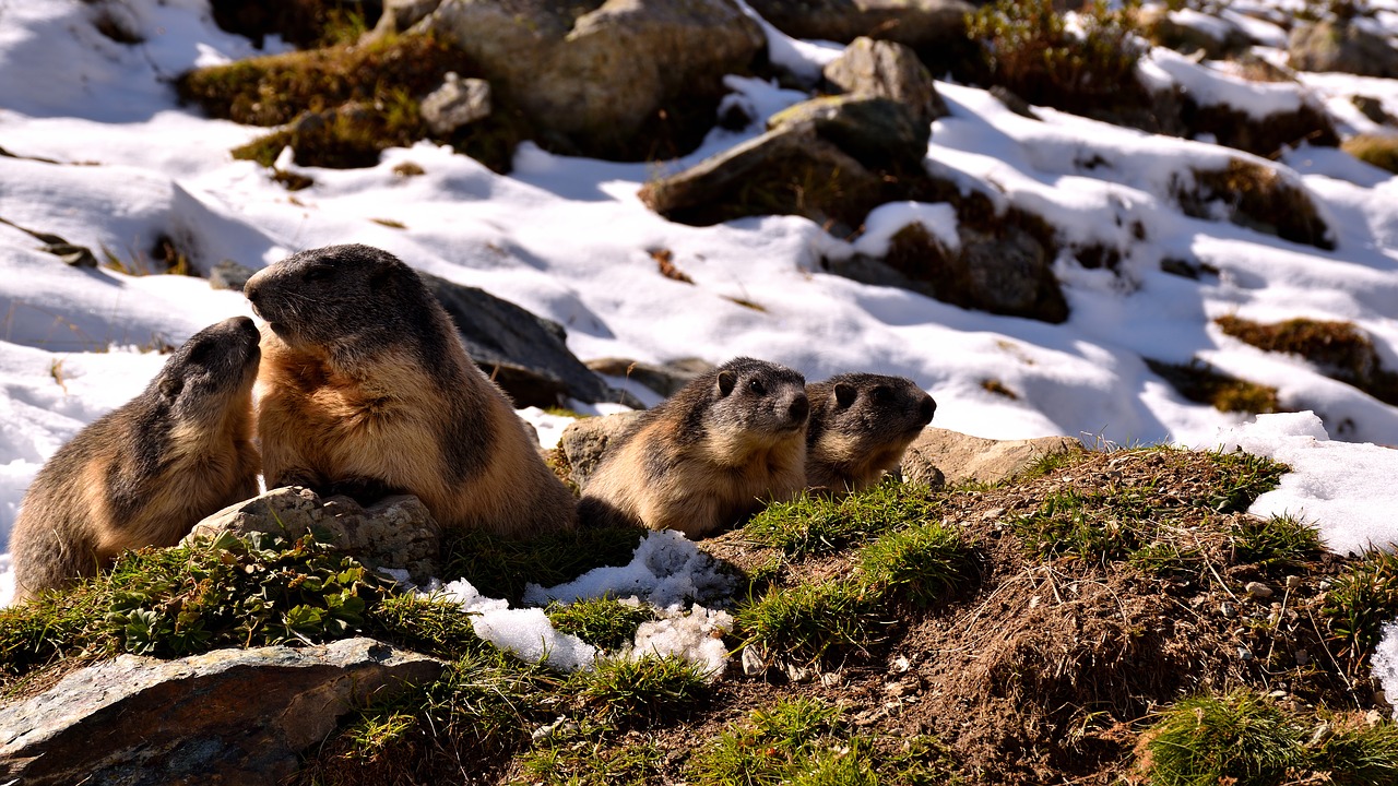 marmots snow nature free photo