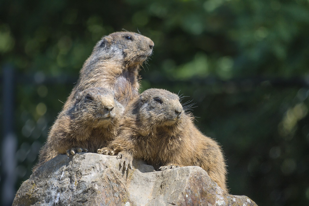 marmots group view free photo