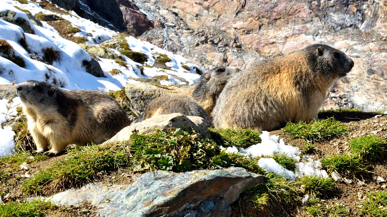 marmots  nature  snow free photo
