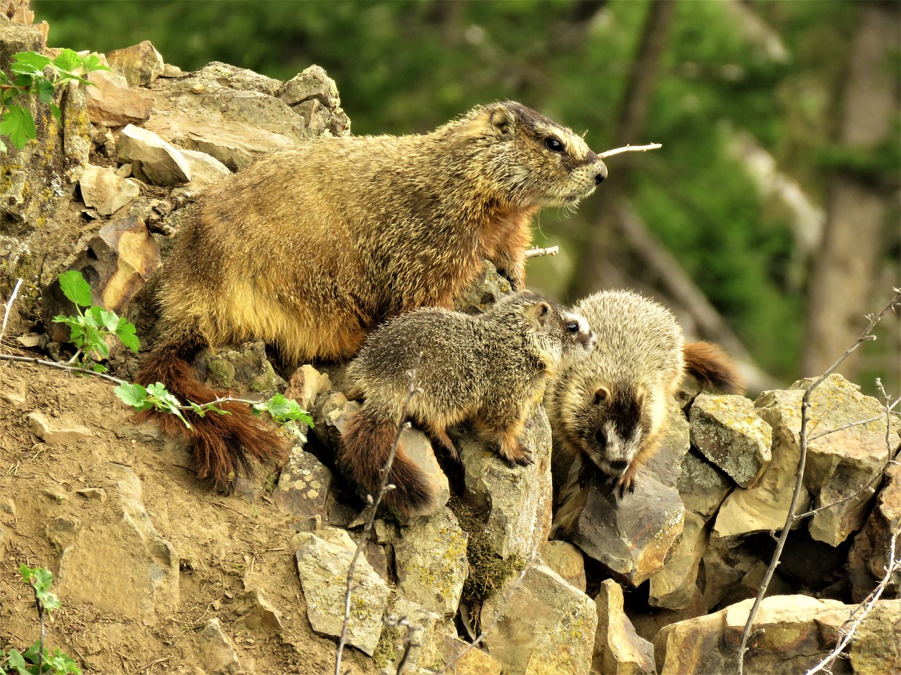 marmots  mother and young  rodent free photo
