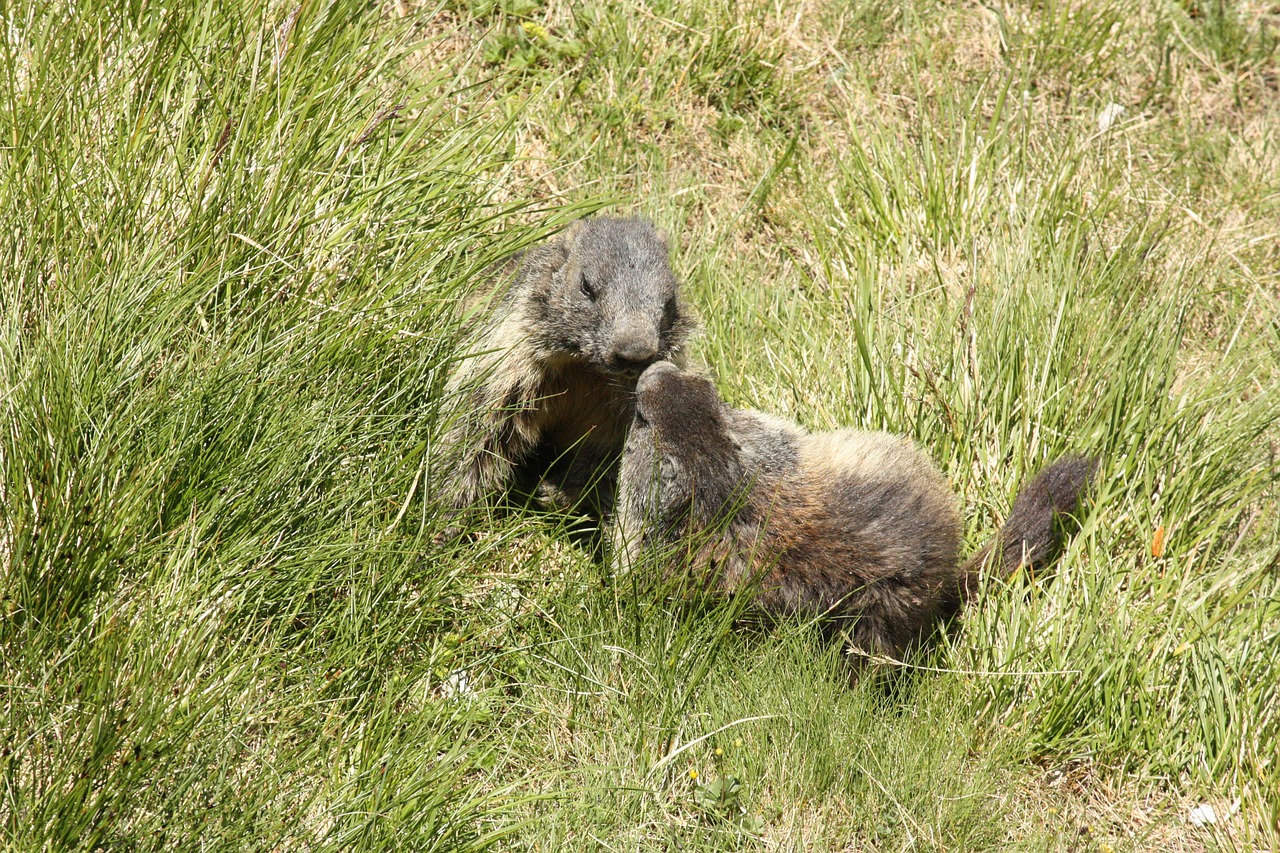 marmots spielne animal free photo