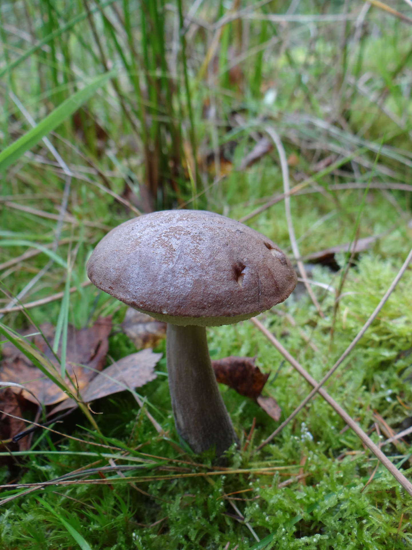 mushroom forest grass free photo