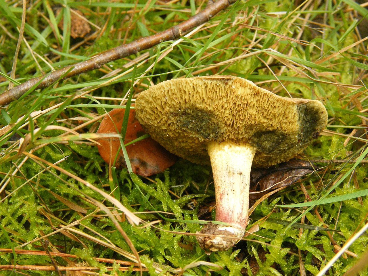 maroner mushrooms forest free photo