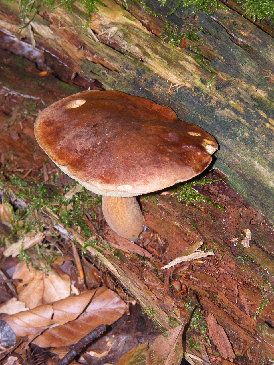 maronere mushrooms forest free photo