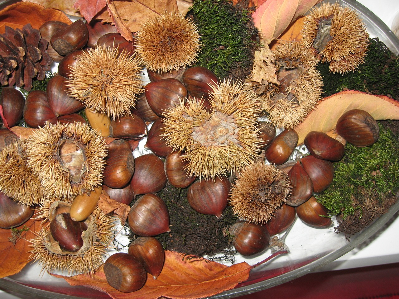 maroni chestnut moss free photo