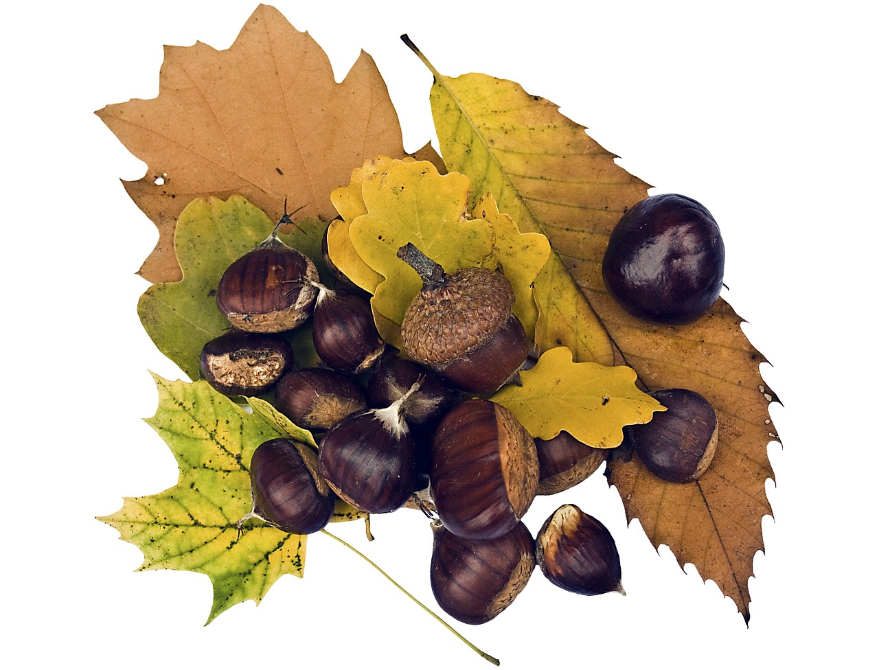 maroni sweet chestnuts fruits free photo
