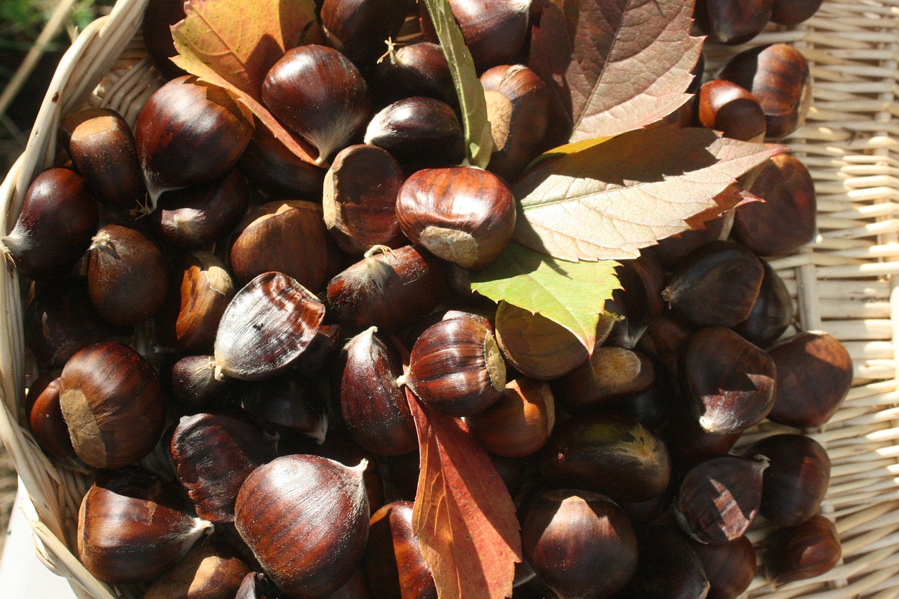maroni sweet chestnuts fruits free photo