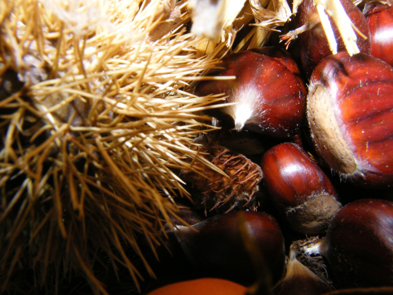 maroni sweet chestnuts autumn free photo