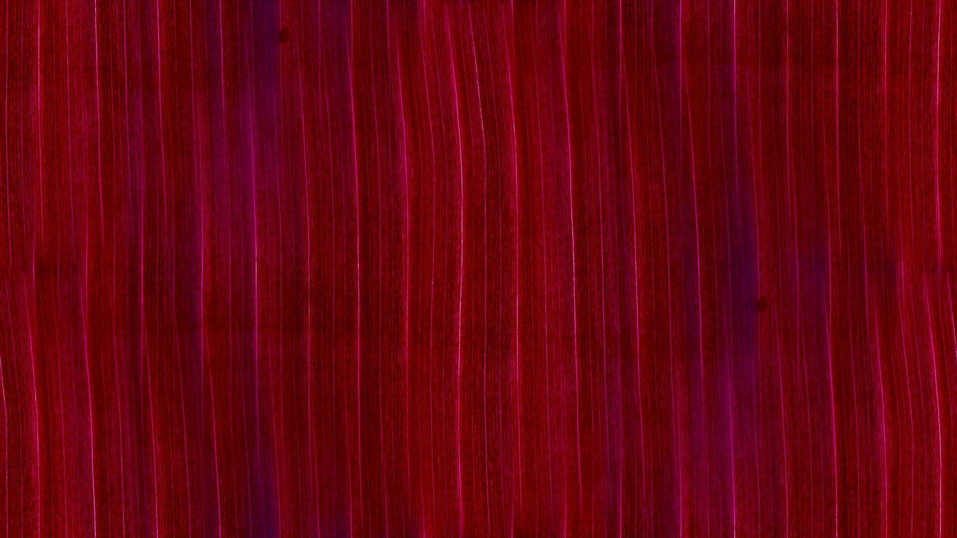 maroon red background free photo