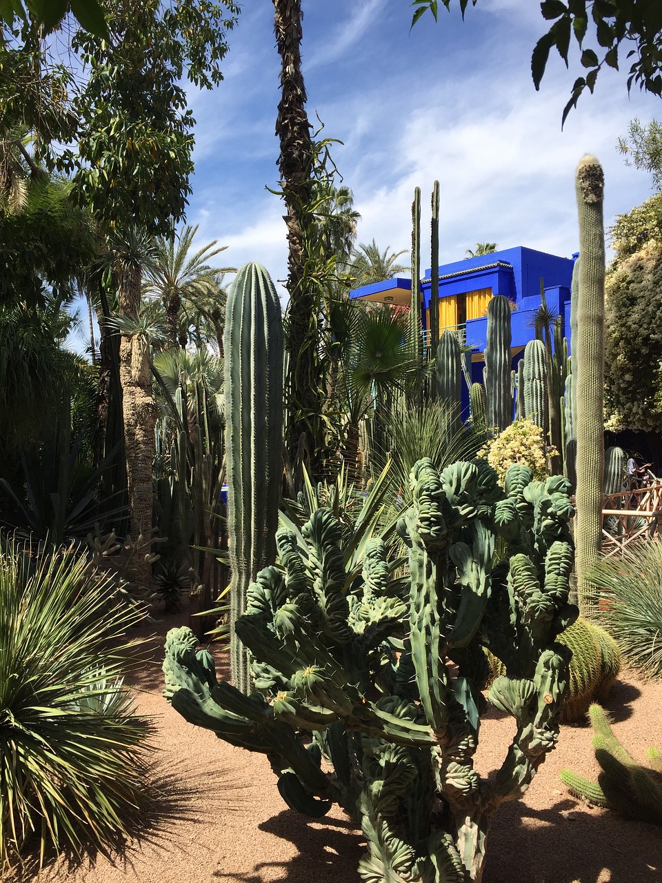 marrakech garden plant free photo